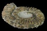 3.1" Aegocrioceras Ammonite - Germany - #139338-1